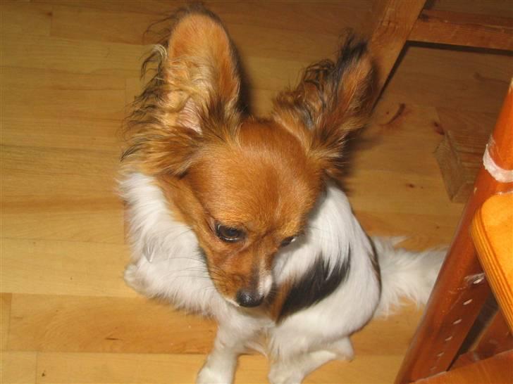 Papillon Troldshøjs Amsi billede 12