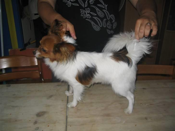 Papillon Troldshøjs Amsi billede 13