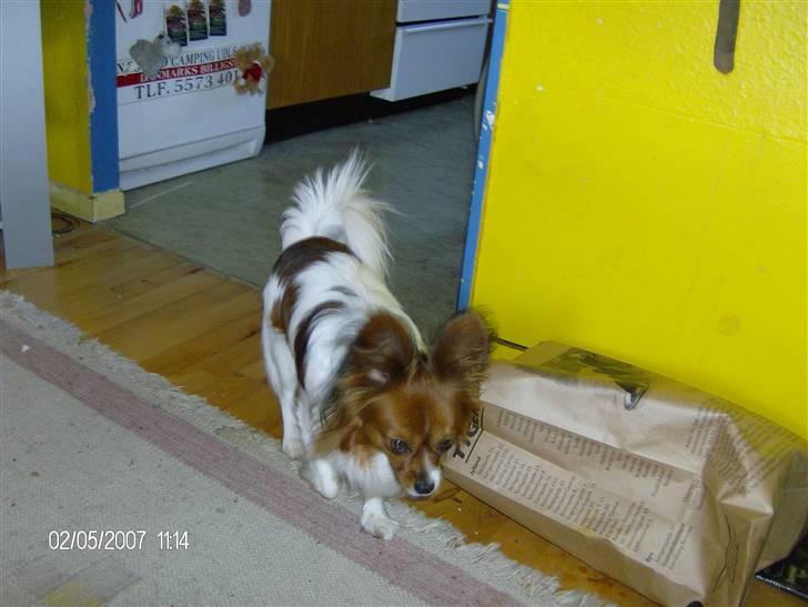 Papillon Troldshøjs Amsi billede 14