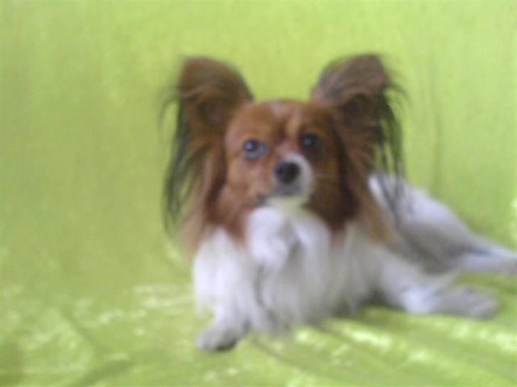 Papillon Troldshøjs Amsi billede 15