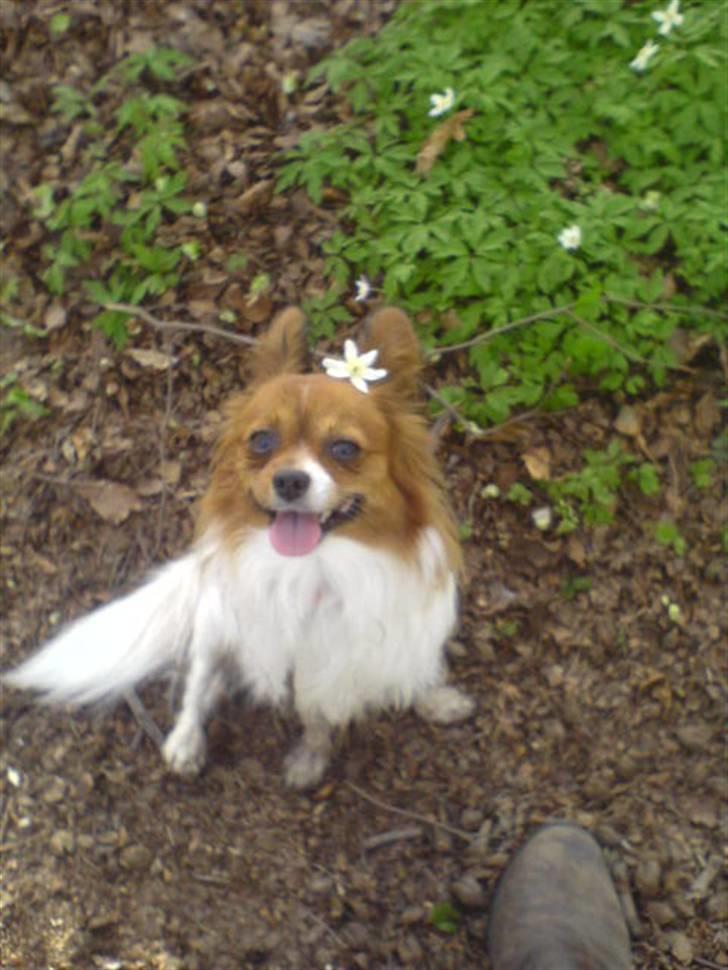 Papillon Troldshøjs Amsi billede 16