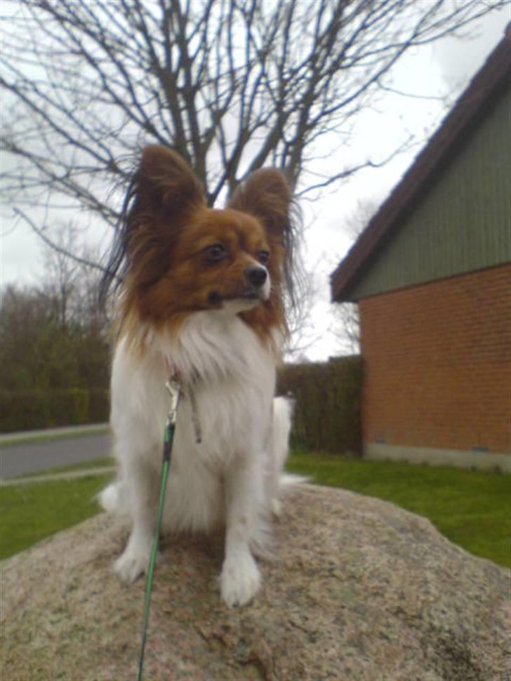 Papillon Troldshøjs Amsi billede 17