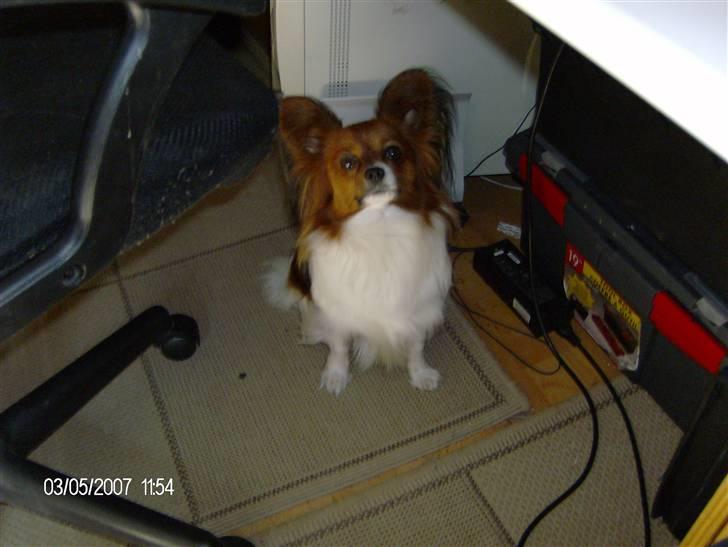 Papillon Troldshøjs Amsi billede 18