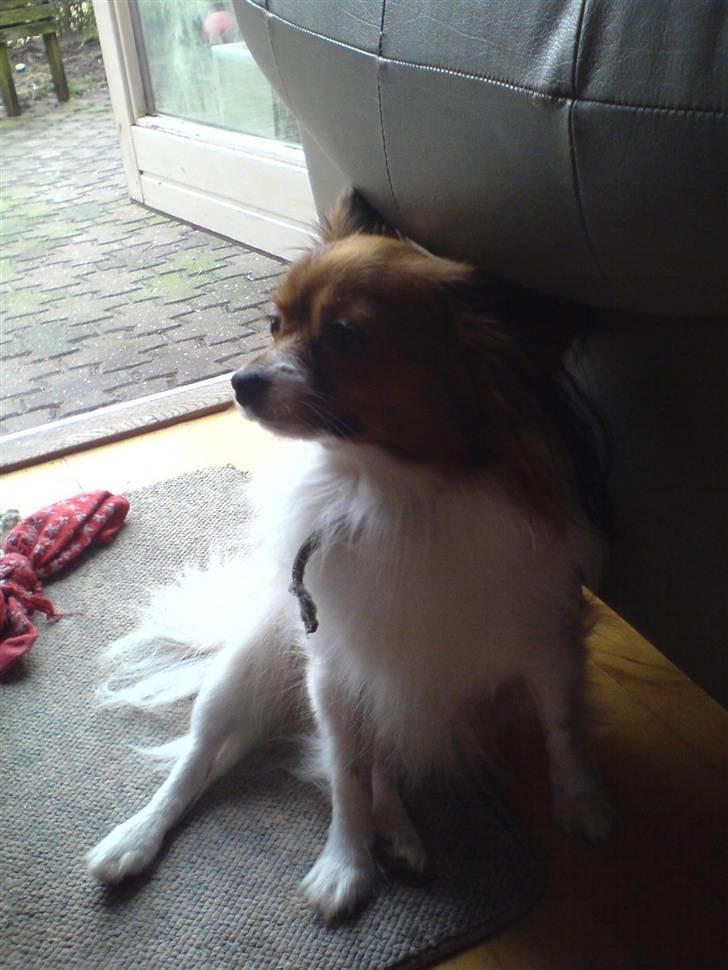 Papillon Troldshøjs Amsi billede 19