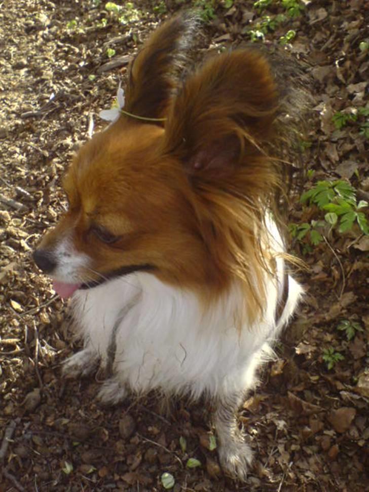 Papillon Troldshøjs Amsi billede 20
