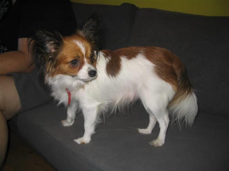 Papillon Troldhøj Cille billede 2