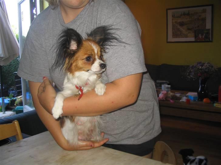 Papillon Troldhøj Cille billede 4