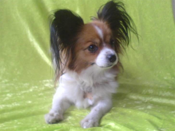 Papillon Troldhøj Cille billede 5