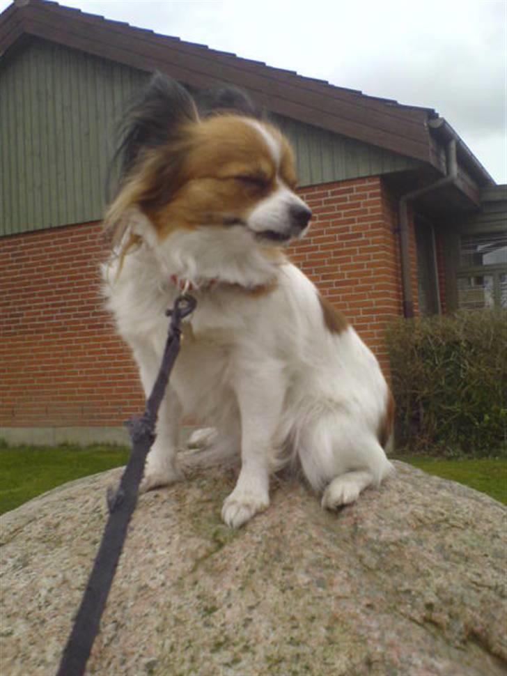 Papillon Troldhøj Cille billede 7