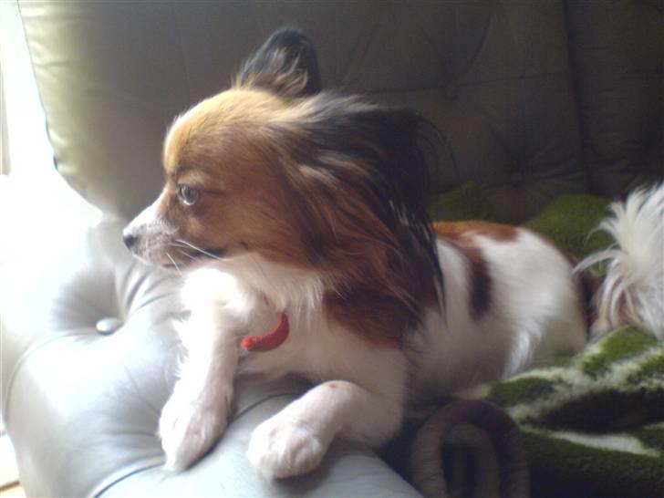 Papillon Troldhøj Cille billede 8