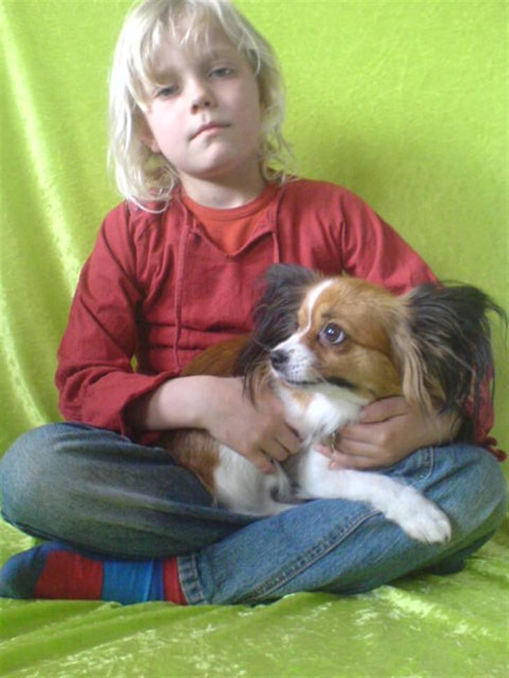 Papillon Troldhøj Cille billede 10