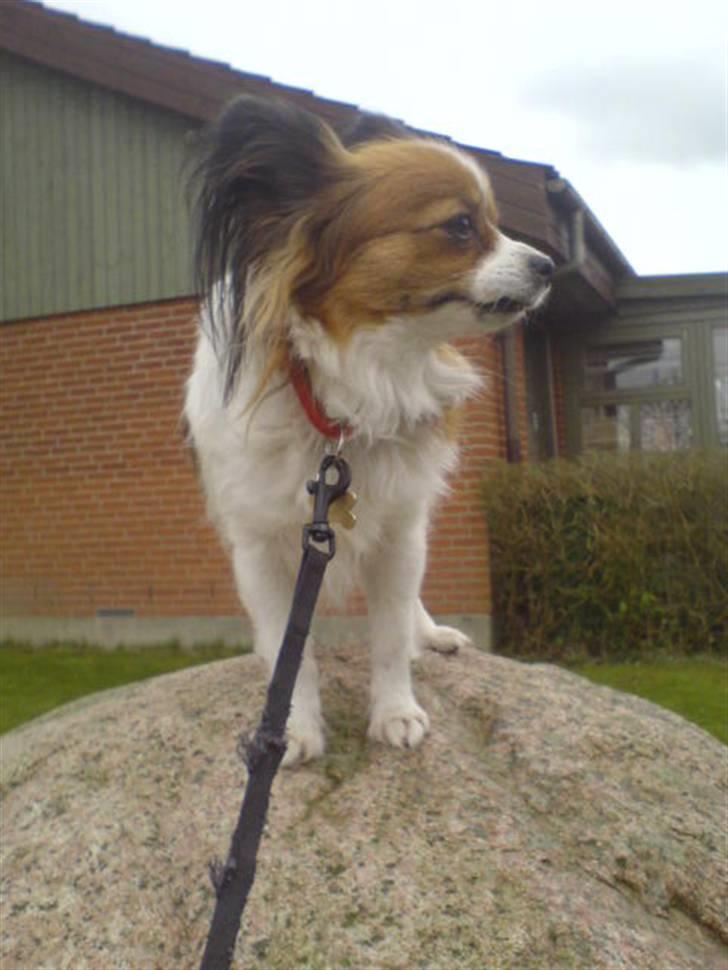 Papillon Troldhøj Cille billede 11