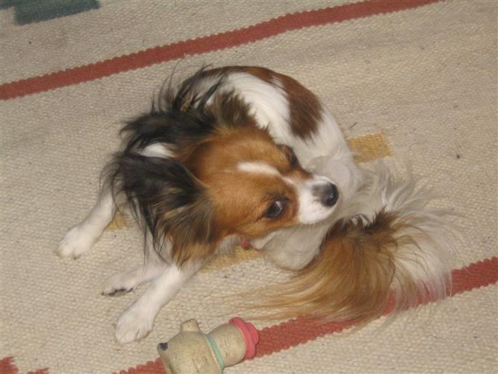 Papillon Troldhøj Cille billede 13