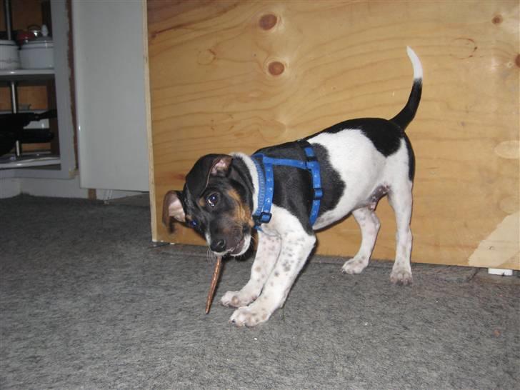 Dansk svensk gaardhund Junior billede 1