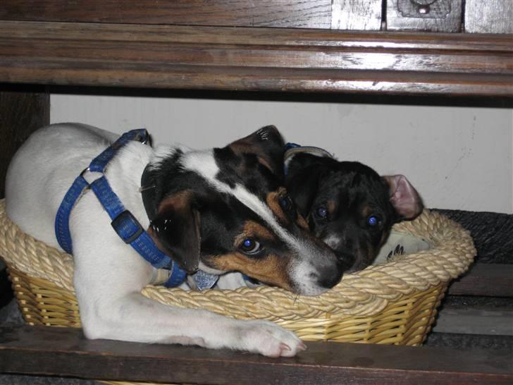 Dansk svensk gaardhund Junior - Storebror Hustler ligger og passer på mig mens jeg stadig er bitte hvalp. billede 2