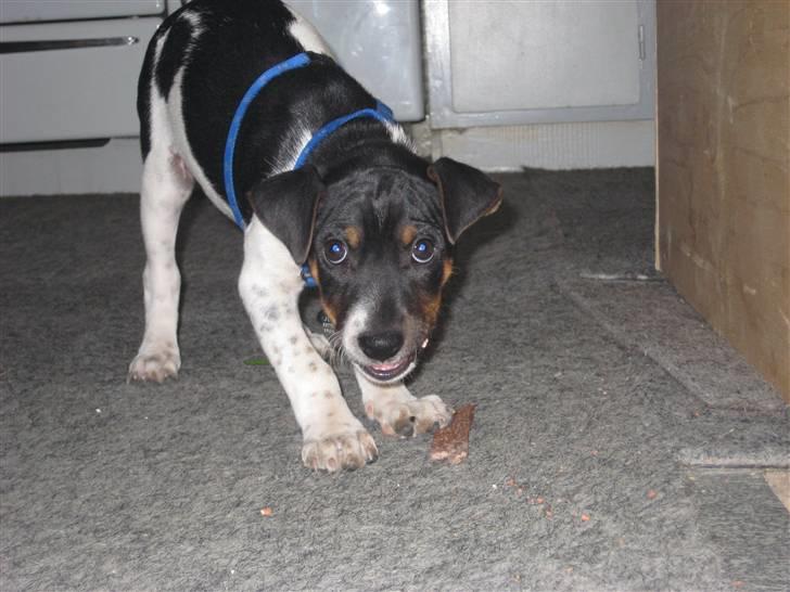 Dansk svensk gaardhund Junior - Ja, jeg er farlig og jeg ved det :) billede 3