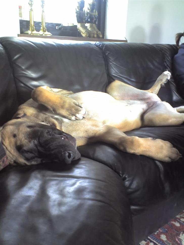 Blanding af racer Emma billede 11