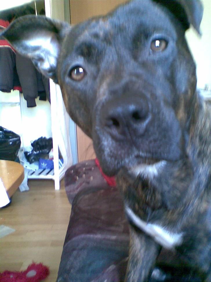 Blanding af racer Nynne R.I.P. - Kukkeluu.. Skulle liige se hva du lavede. billede 8