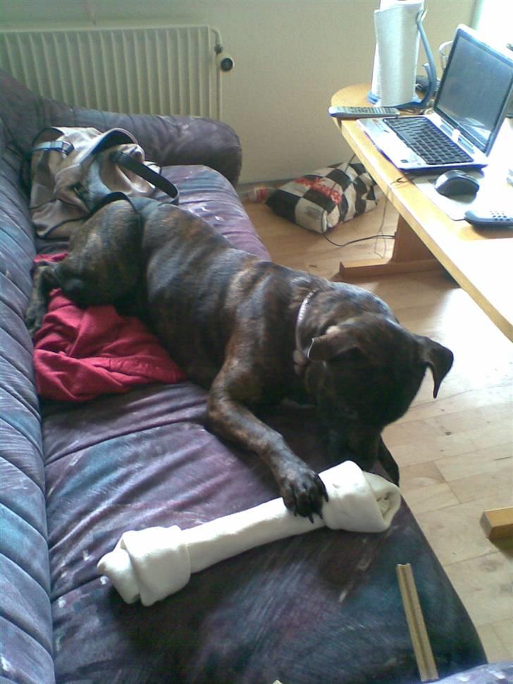 Blanding af racer Nynne R.I.P. - Her ligger hun, helt forelsket i sit nye STORE ben. billede 9