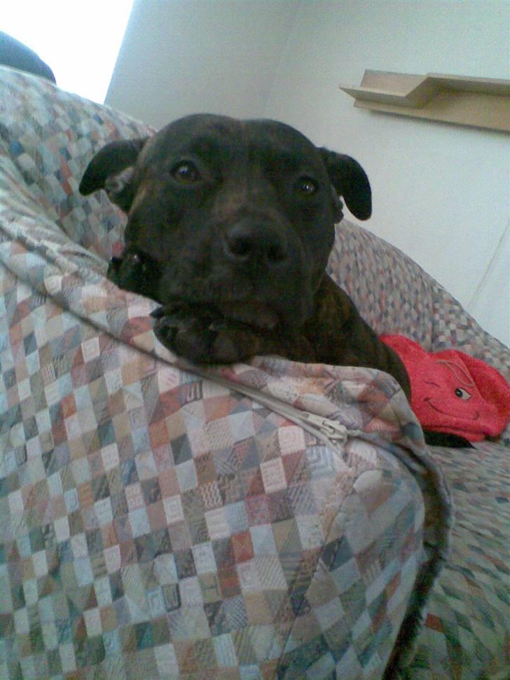 Blanding af racer Nynne R.I.P. - Hej med dig! billede 10