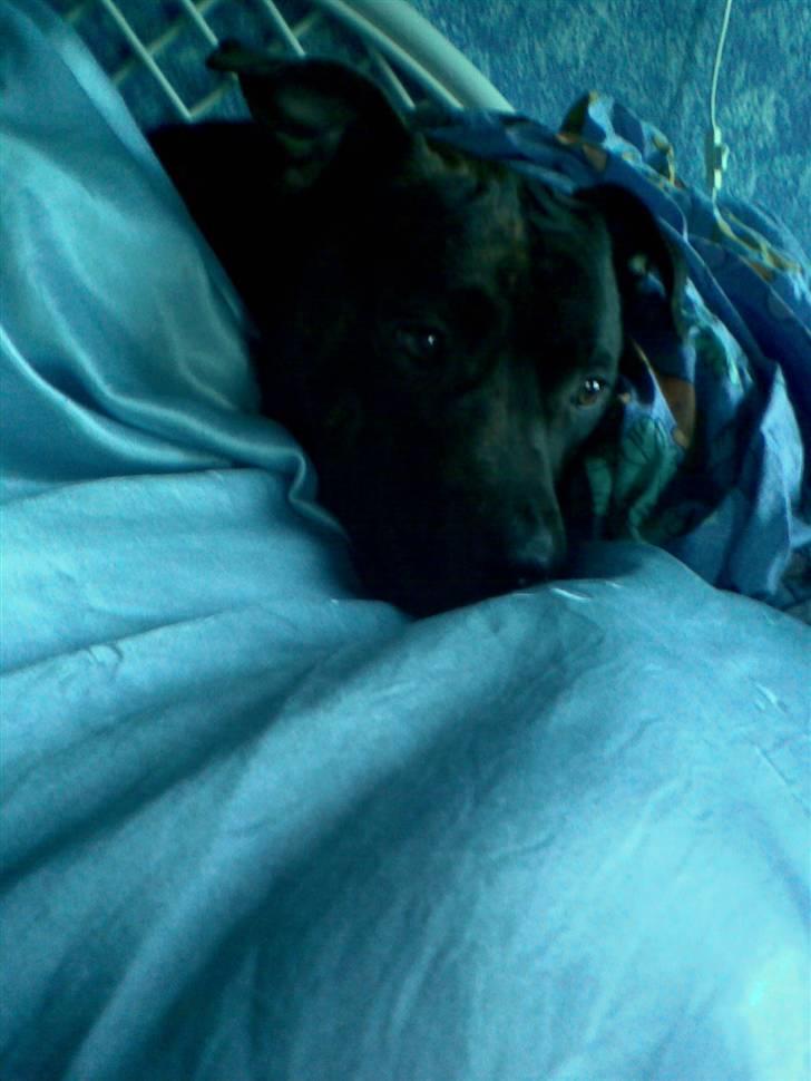 Blanding af racer Nynne R.I.P. - Så blev det tid til at putte lidt i sengen! billede 12