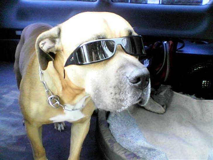 Amerikansk staffordshire terrier carlson - you talkin 2 me????? billede 12