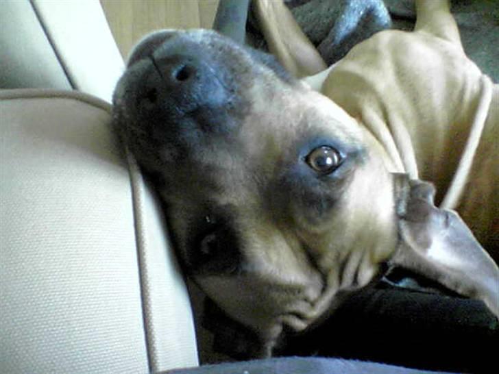 Amerikansk staffordshire terrier carlson - for jeg er for lækker, lækker , lækker!!!! (far nikker) billede 13