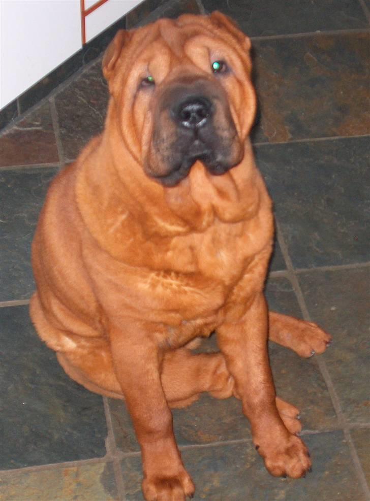 Shar pei Poker billede 1
