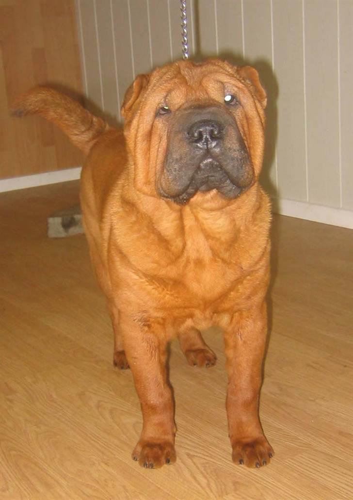 Shar pei Poker billede 2