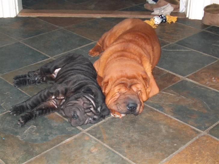 Shar pei Poker billede 3