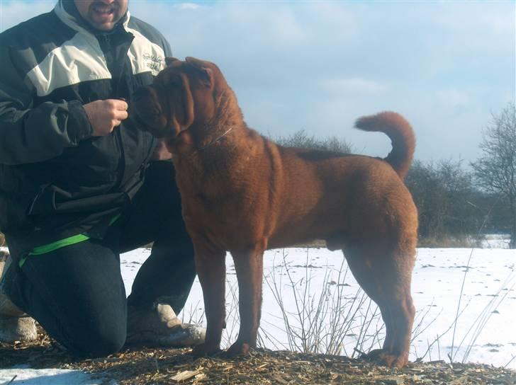Shar pei Poker billede 4