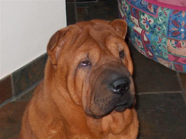 Shar pei Poker billede 5
