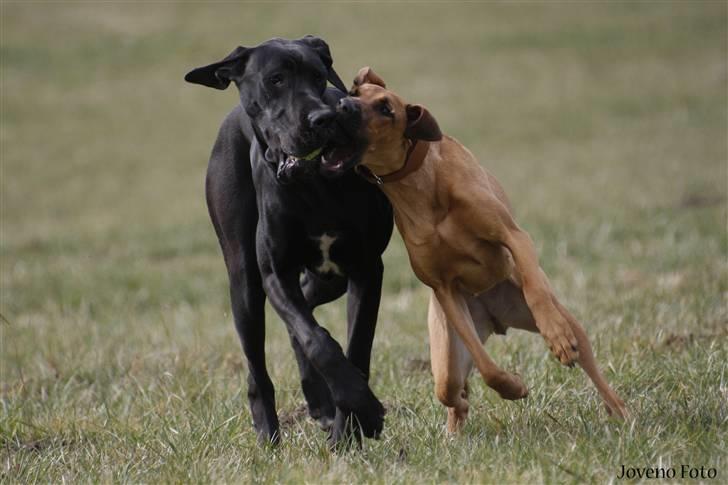 Blanding af racer ** Aamina ** RIP 12/08-08 - Hvem kan se bolden i Dodo´s mund? billede 5