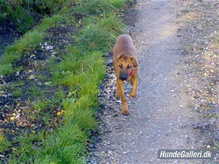 Blanding af racer ** Aamina ** RIP 12/08-08 - Jeg fanger dig :) billede 6