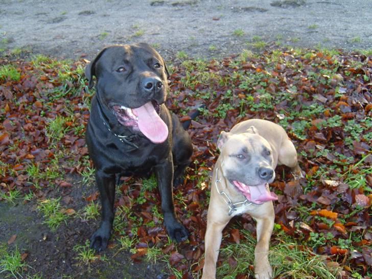 Amerikansk staffordshire terrier Ginous - Kanto og Ginous billede 16