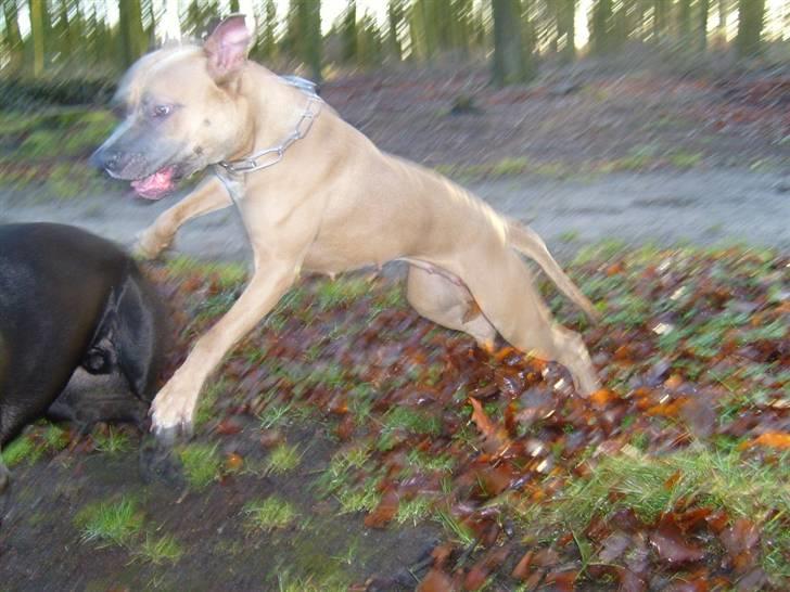 Amerikansk staffordshire terrier Ginous - Farlig hund. ha ha billede 17