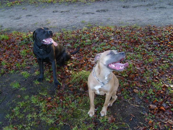 Amerikansk staffordshire terrier Ginous - Se så pænt vi sidder billede 18