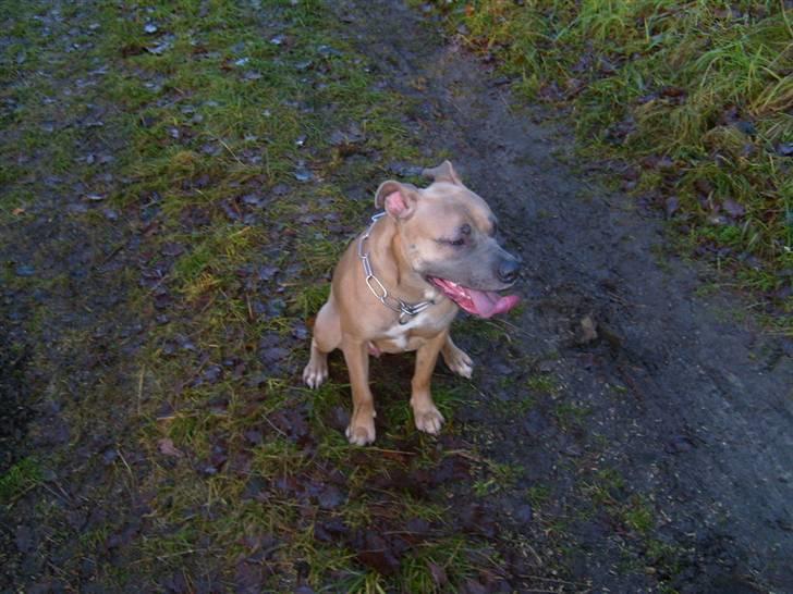 Amerikansk staffordshire terrier Ginous billede 19