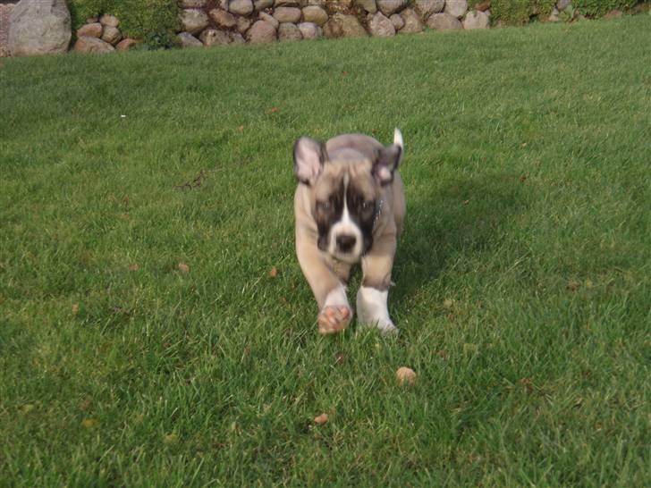 Boerboel Baloo "Abelle`s Atilla" billede 2