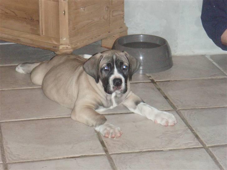 Boerboel Baloo "Abelle`s Atilla" - baloo  9 uger -1 dag hjemme billede 3