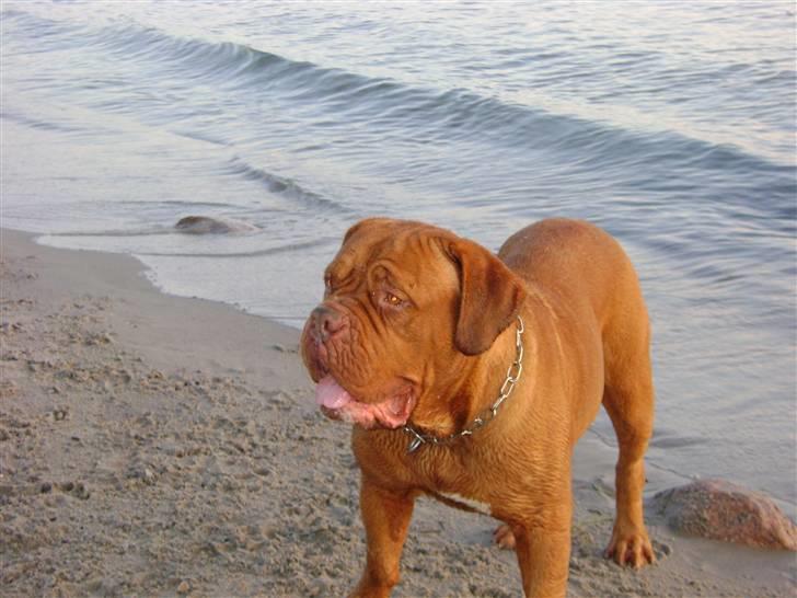 Dogue de bordeaux Pretty R.I.P. - Pretty 23 mdr. billede 1