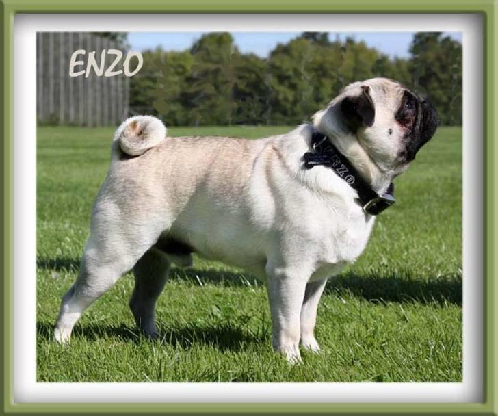 Mops Enzo :) - Enzo i profil... På en dejlig græsplæne nær os :) billede 12