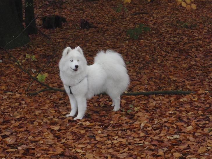 Samojedhund Discos Wummi billede 1