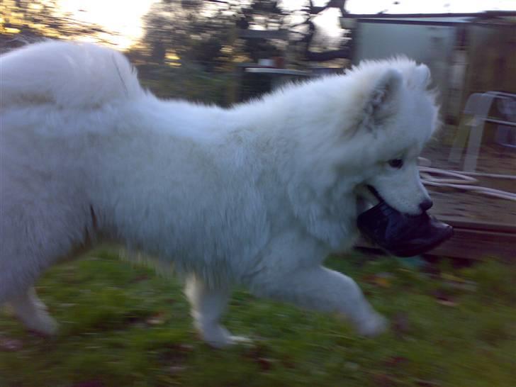 Samojedhund Discos Wummi billede 2