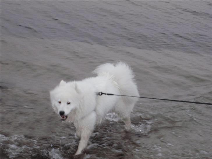 Samojedhund Discos Wummi - jaa vand! billede 3