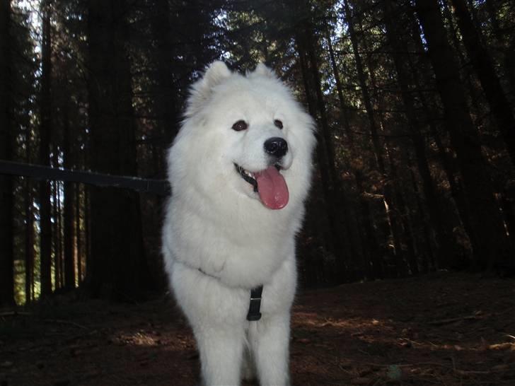 Samojedhund Discos Wummi billede 4