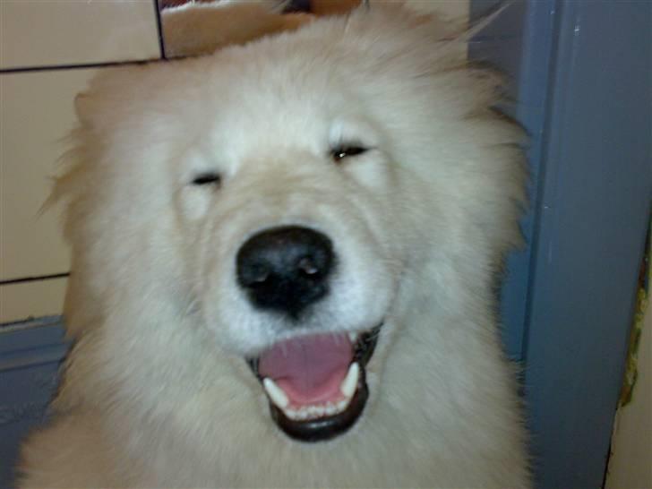 Samojedhund Discos Wummi billede 5