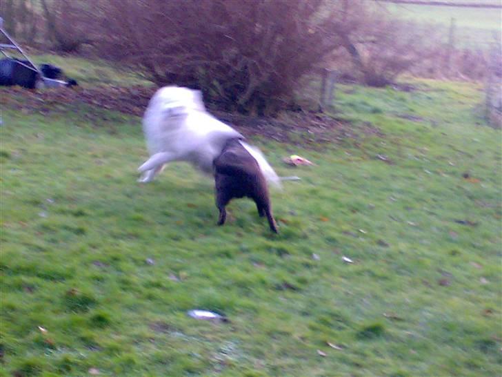 Samojedhund Discos Wummi - wummi og Nuga. billede 6