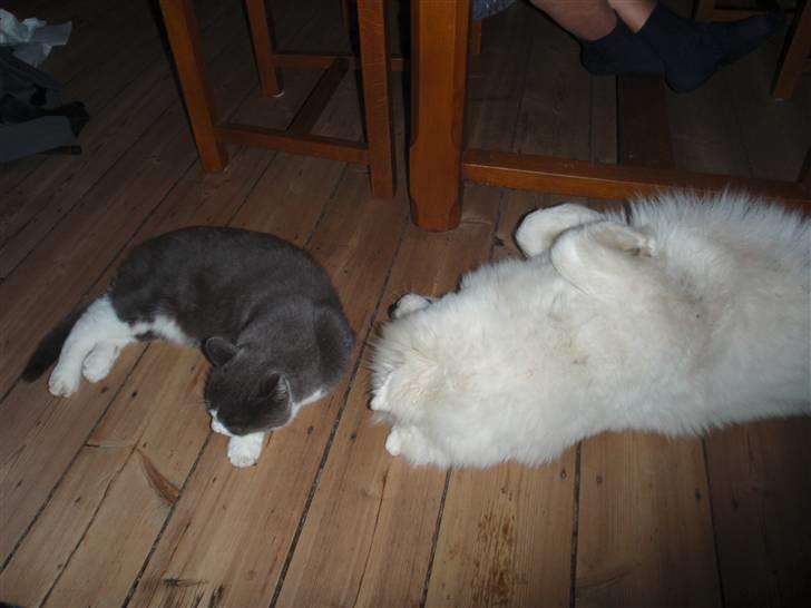 Samojedhund Discos Wummi - hej Sakke! billede 7