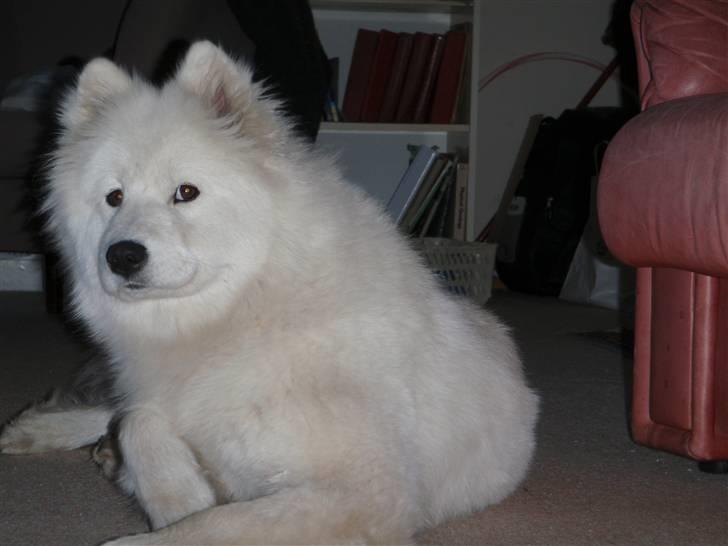 Samojedhund Discos Wummi billede 8